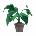 A5500220 kidsdepot-plant-alocasia Tangara groothandel voor de kinderopvang